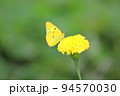 花の蜜を吸う蝶モンキチョウ 94570030