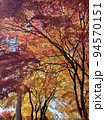 紅葉のグラデーション(蓼科湖) 94570151