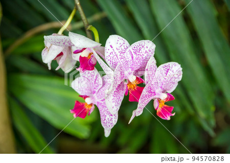 Orchid flower, Phalaenopsis Orchid flower, Phalaenopsis 94570828
