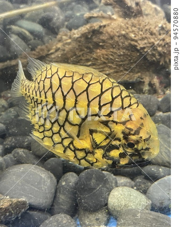 おでこの透き通る　マツカサウオ 94570880