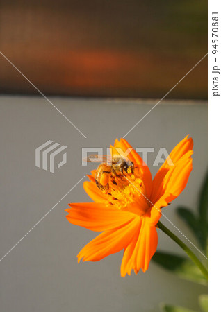 キバナコスモス　が好きな　働きバチ①-2 94570881