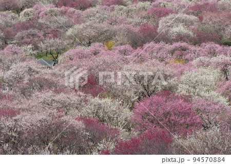 いなべ市梅林公園の梅 いなべ市梅林公園の梅 94570884