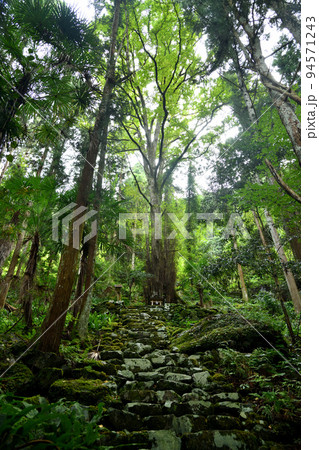 市平春日神社の桂の木(世界遺産黒河道)　【和歌山県橋本市】 94571243