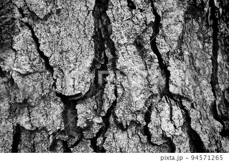 wood bark texture black and white photo wood bark texture black and white photo 94571265