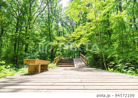 森林浴 ハイキング 森林浴 ハイキング 94572100