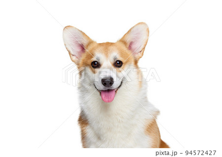 Beautiful white brown Welsh corgi dog isolated on white studio background. Happy puppy. Concept of beauty, pets love, animal life. Beautiful white brown Welsh corgi dog isolated on white studio background. Happy puppy. Concept of beauty, pets love, animal life. 94572427