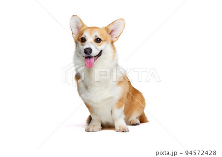 Adorable white brown Welsh corgi dog isolated on dark vintage background. Happy puppy. Concept of beauty, pets love, animal life. 94572428