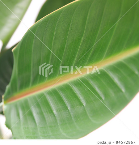 観葉植物、ストレリチア・レギネ（極楽鳥花）の葉【白背景】 94572967