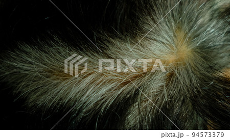 Hair that begins to gray from the root of the hair. Hair that begins to gray from the root of the hair. 94573379
