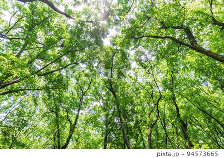 新緑と木漏れ日 94573665