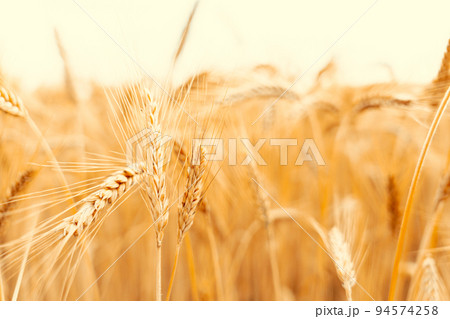 Wheat field sun landscape. Golden crop cereal bread background. Rye plant yellow grain in agriculture farm harvest. 94574258