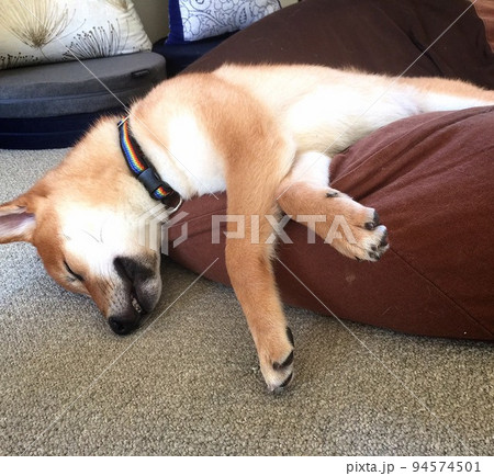 寝落ちする柴犬 寝落ちする柴犬 94574501