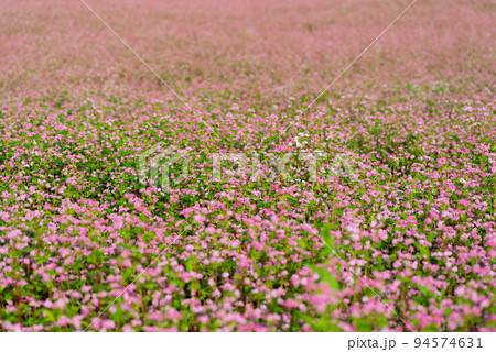 赤い蕎麦の花 長野県 赤い蕎麦の花 長野県 94574631