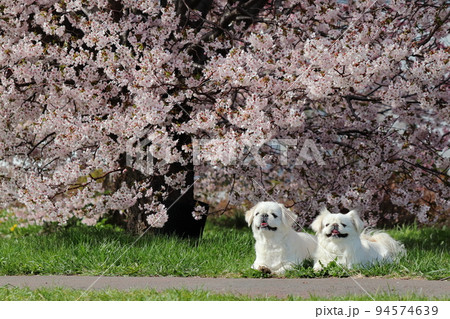 桜の木の前で伏せる白いペキニーズ 94574639