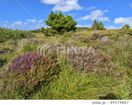 Beautiful heather and and trees in Burtonport, County Donegal, Ireland Beautiful heather and and trees in Burtonport, County Donegal, Ireland 94574667