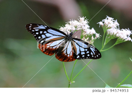 アサギマダラ（2022.9.22 京都府立植物園） 94574953