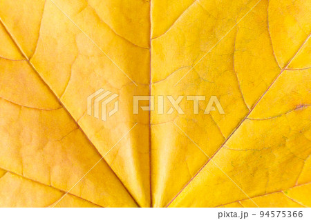 Background of yellow autumn maple leaf. Macro nature organic texture 94575366