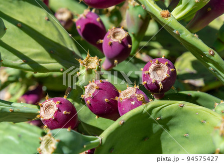 Prickly pear or opuntia ficus indica. Prickly pear or opuntia ficus indica. 94575427