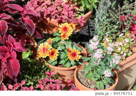 秋色の花寄せ植え 秋色の花寄せ植え 94576751
