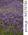 Close shot of lavander in a south London Field with shallow depth of field. 94576780