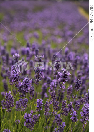 Close shot of lavander in a south London Field with shallow depth of field. Close shot of lavander in a south London Field with shallow depth of field. 94576780