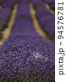White lavender in a field of purple lavender in south london  with shallow depth of field 94576781