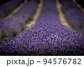White lavender in a field of purple lavender in south london  with shallow depth of field 94576782