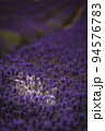 White lavender in a field of purple lavender in south london  with shallow depth of field 94576783