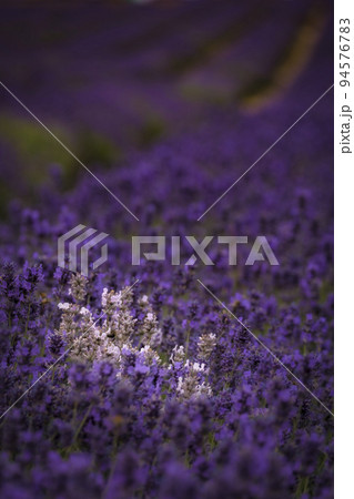White lavender in a field of purple lavender in south london with shallow depth of field White lavender in a field of purple lavender in south london with shallow depth of field 94576783