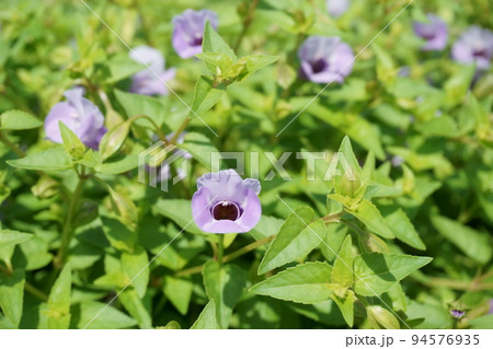 ≪花≫　紫の小さなトレニアの花 94576935