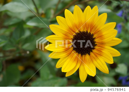 ≪花≫ 小さなひまわりの花一輪1 サンビリーバブル ≪花≫ 小さなひまわりの花一輪1 サンビリーバブル 94576941