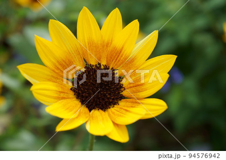 ≪花≫　小さなひまわりの花一輪2　サンビリーバブル 94576942