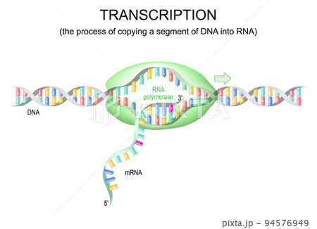 transcription dna to rna 94576949