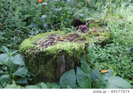 切り株に生えた沢山の苔 94577074