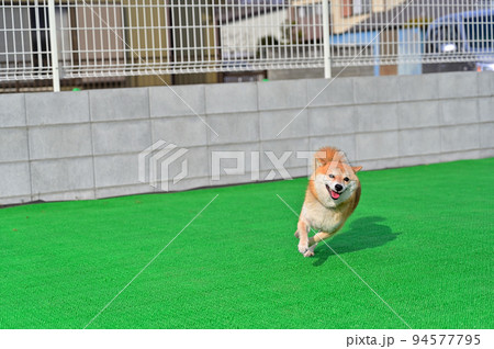 ドッグランで元気に走る柴犬　豆柴 94577795