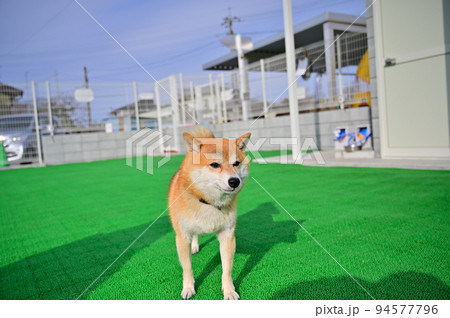 ドッグランで遊ぶ柴犬　豆柴 94577796