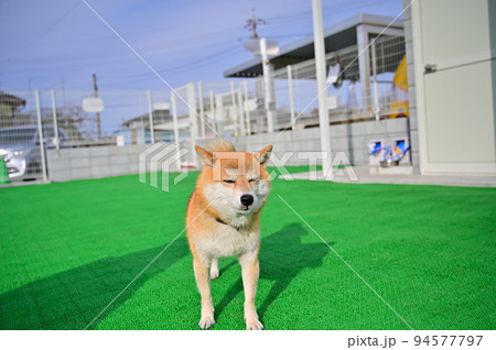 目を閉じて笑う可愛い柴犬　豆柴 94577797