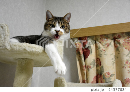 【保護猫】キャットタワーの上でまったりくつろぐサバトラ猫 【保護猫】キャットタワーの上でまったりくつろぐサバトラ猫 94577824
