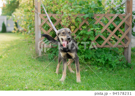 A domestic mongrel dog on a leash on a walk in the summer 94578231
