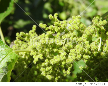 初秋に咲くカラムシの花 94578351