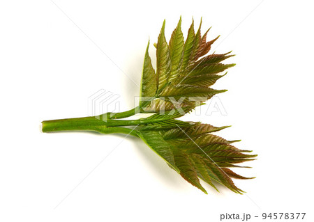 Young ash leaves. Close up of Common Ash Tree Leaves isolated on white background. Young ash leaves. Close up of Common Ash Tree Leaves isolated on white background. 94578377