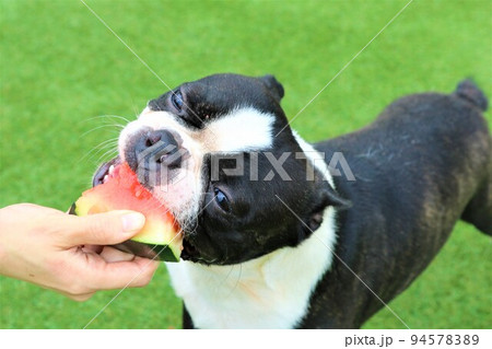 ゆずの里毛呂山町のドックランで楽しく遊んで大好きなスイカを美味しそうに食べるボストンテリアのマイティ 94578389