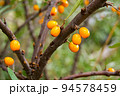 Orange sea buckthorn berries on a branch with green leaves close-up, shallow depth of field blurred. Poor harvest on a wild tree. 94578459