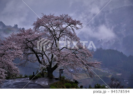 徳島の桜の雨雲に煙る信正の一本桜 徳島の桜の雨雲に煙る信正の一本桜 94578594