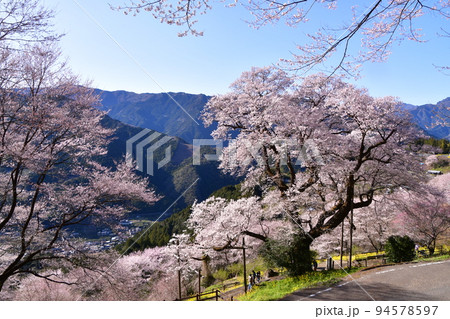 高知県の満開のひょうたん桜2022 94578597