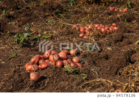 Piles of newly harvested potatoes on field. Harvesting potato roots from soil in homemade garden. Piles of newly harvested potatoes on field. Harvesting potato roots from soil in homemade garden. 94579136
