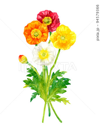 ポピー(ヒナゲシ)のカラフルなカットイラスト 春の花の手描き水彩イラスト素材 ポピー(ヒナゲシ)のカラフルなカットイラスト 春の花の手描き水彩イラスト素材 94579366