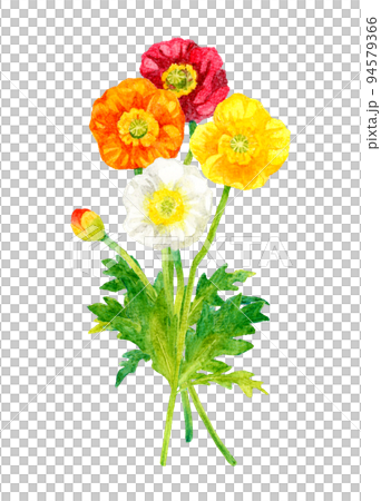 五顏六色的罌粟卡通手繪水彩插圖素材春天的花朵 94579366