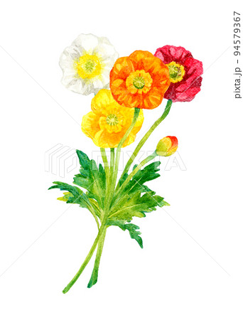 ポピー（ヒナゲシ）のカラフルなカットイラスト　春の花の手描き水彩イラスト素材 94579367