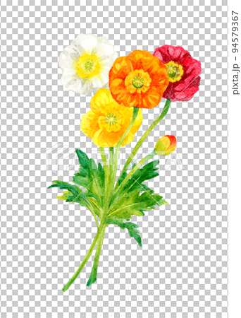 ポピー（ヒナゲシ）のカラフルなカットイラスト　春の花の手描き水彩イラスト素材 94579367